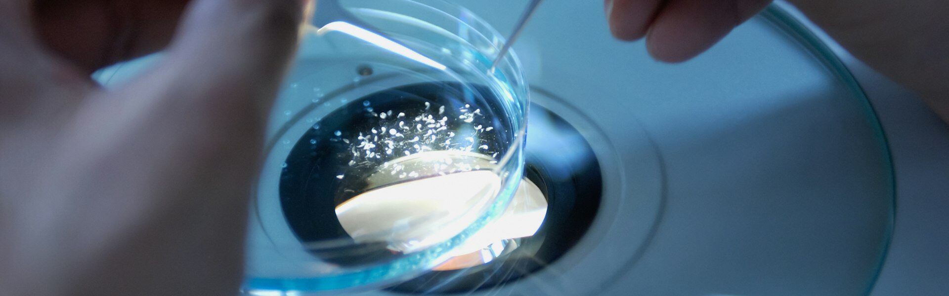 Praca pincetą nad szalką Petriego w laboratorium